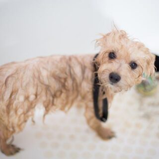 Ultimate Guide to Puppy Care: Tips for New Pup Parents!