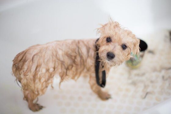 Ultimate Guide to Puppy Care: Tips for New Pup Parents!