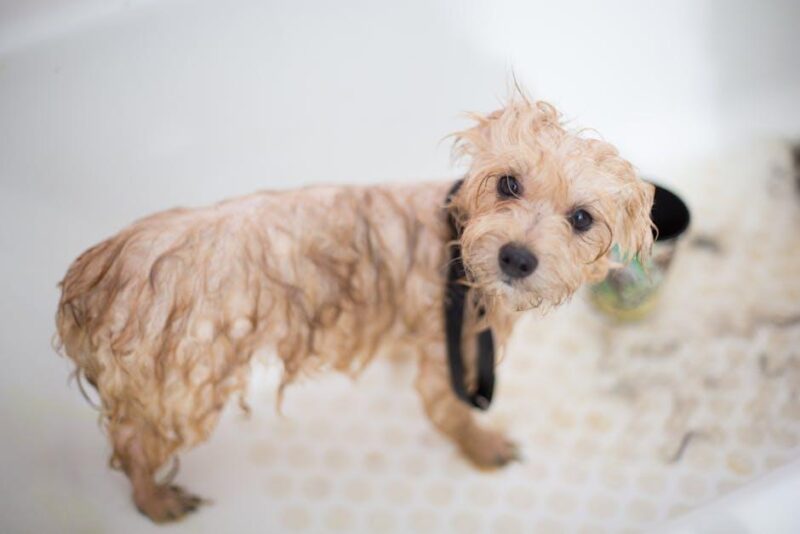 Ultimate Guide to Puppy Care: Tips for New Pup Parents! Ultimate Guide to Puppy Care: Tips for New Pup Parents!