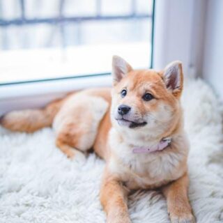 Pawsitively Perfect: Fun Dog Accessories Gift Ideas!