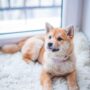 Pawsitively Perfect: Fun Dog Accessories Gift Ideas!