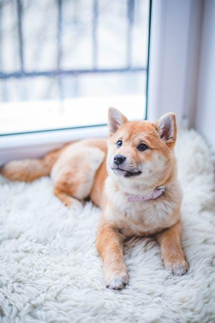 Pawsitively Perfect: Fun Dog Accessories Gift Ideas!