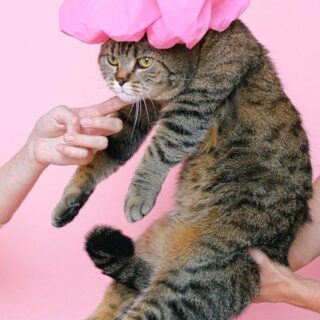 Must-Have Cat Accessories That Will Make Your Feline Purr!