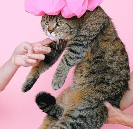 Must-Have Cat Accessories That Will Make Your Feline Purr!
