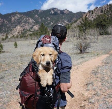 Adventure Awaits: Your Ultimate Guide to Dog Travel!