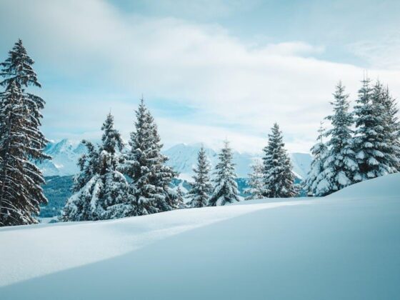 Fetch the Best Tips: Dog Training Videos You’ll Love!