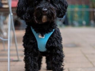 Puppy Love 101: Essential Care Tips for New Dog Parents!