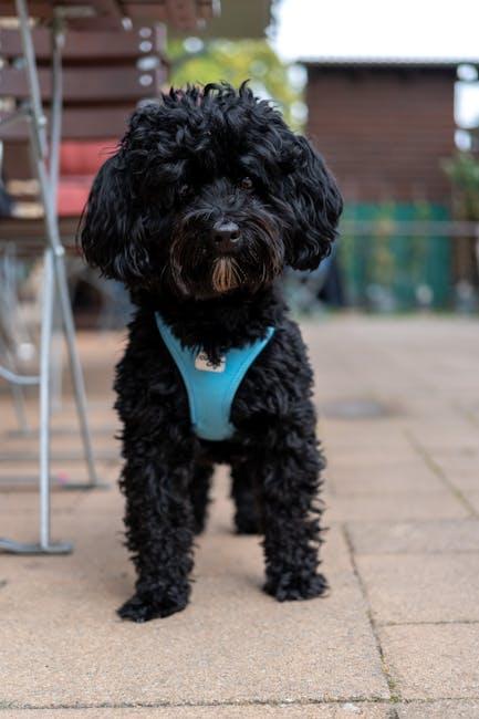 Puppy Love 101: Essential Care Tips for New Dog Parents!