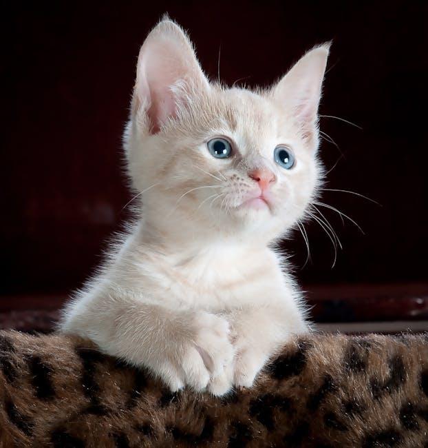 Playtime Essentials: Keeping Your Cat Active and Engaged