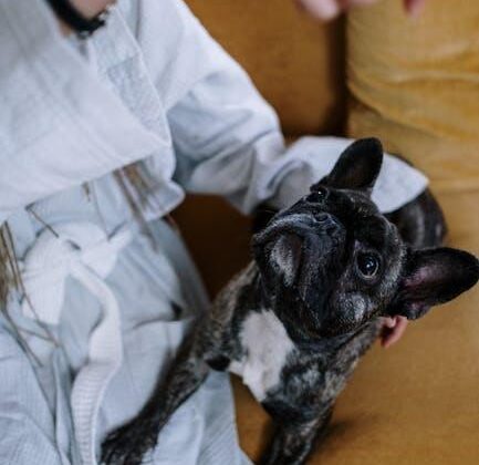 Mastering Pup Training at Home: Tips for Success!