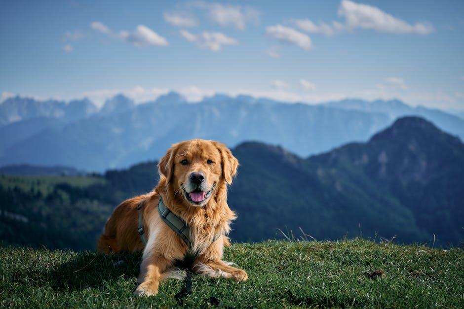 Finding Paw-some Destinations: ‌Top Dog-Friendly Spots to Explore