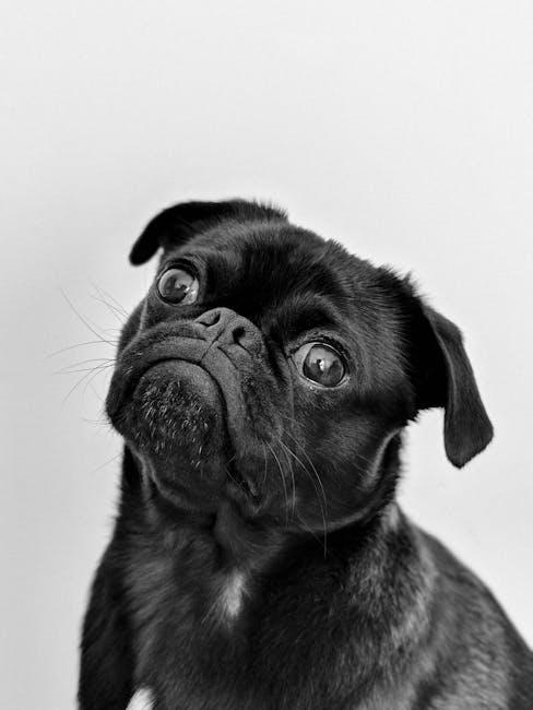 Chic Dog Clothing and Accessories to Make‌ Heads​ Turn