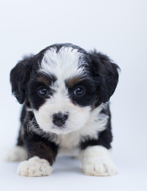 Unleashing the essentials: Must-Have Gear for Your Puppy Survival Kit