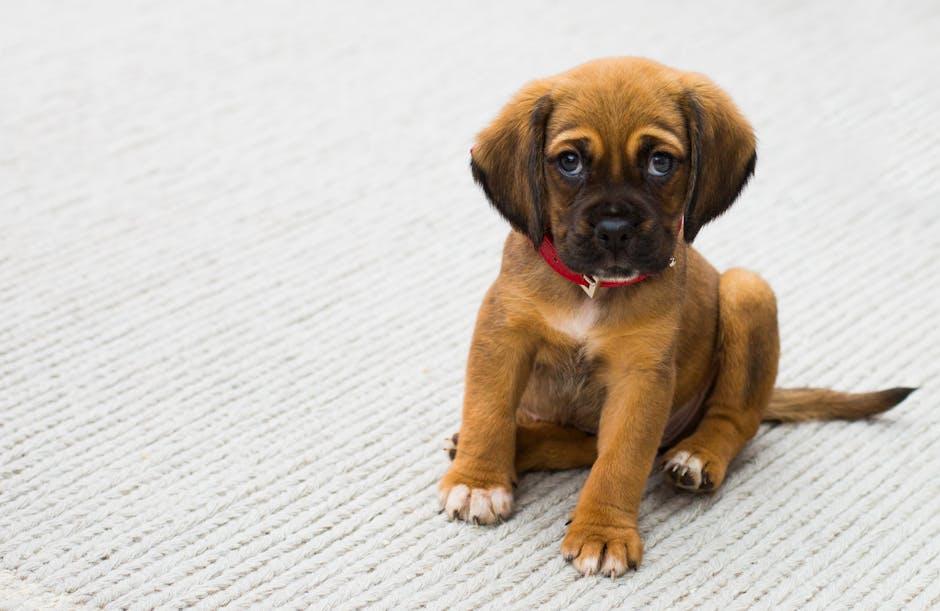 Keeping Your Puppy Happy and Healthy: Playtime and Socialization Secrets