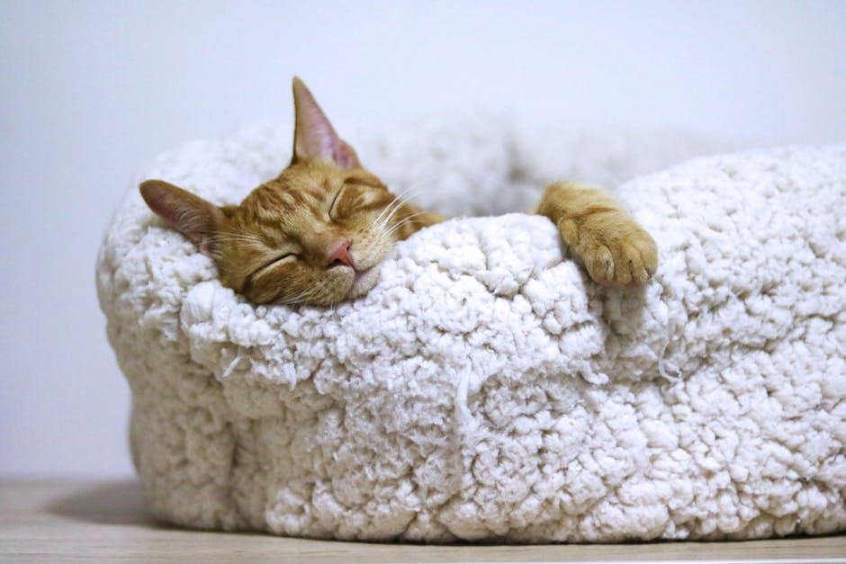 Creating‍ a ⁣Cozy Cat‌ Paradise at Home