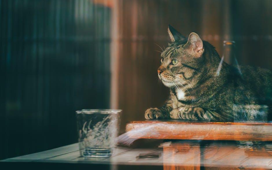 Playful Décor Ideas to Showcase Your Feline Friend