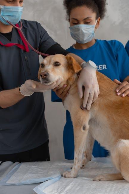 Healthy Habits: Routine Vet Visits and Grooming Tips for Happy Paws