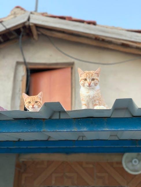 Feline ​Friends: Unmatched ​Emotional Support and Comfort