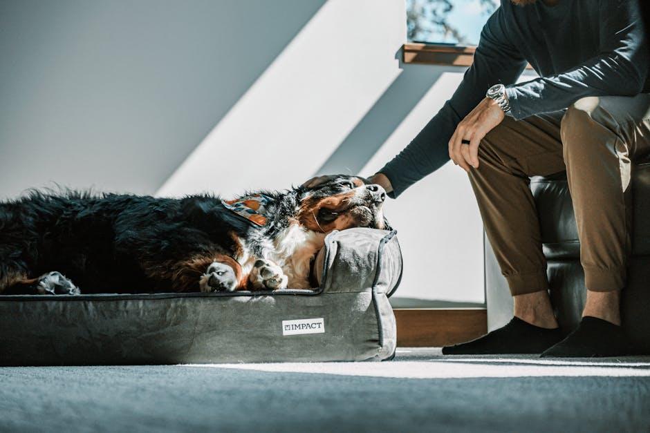 Pampered Paws: The Best Luxury Dog Beds for Ultimate ⁢Comfort