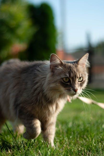 Setting Up the Purr-fect Home Surroundings for Your Feline Friend