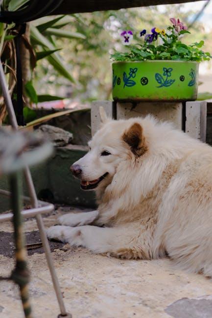 Getting Started with Your New Furry Friend