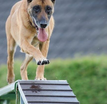 Unlocking Your Pup’s Potential: Fun & Easy Dog Training Tips!